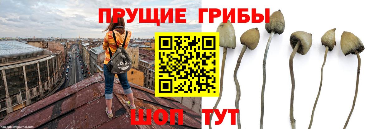 Галлюциногенные грибы ЛСД  Вход с VPN  Галлюциногенные грибы GOLDEN TEACHER  Чехов 